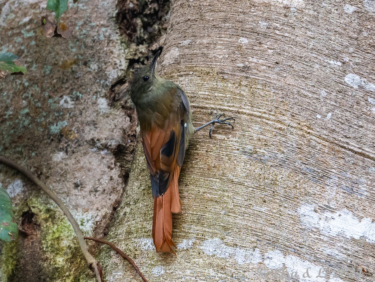 Olivaceous Woodcreeper - ML624100262