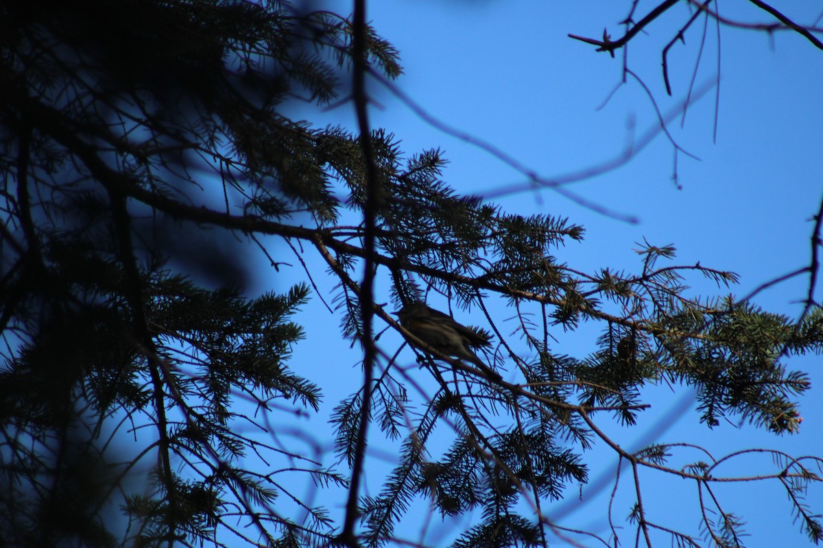 Yellow-rumped Warbler - ML624100280