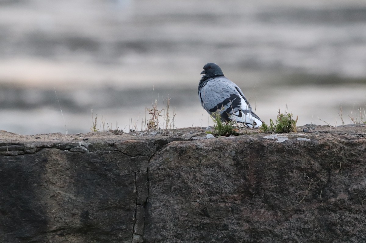 Rock Pigeon (Feral Pigeon) - ML624100290