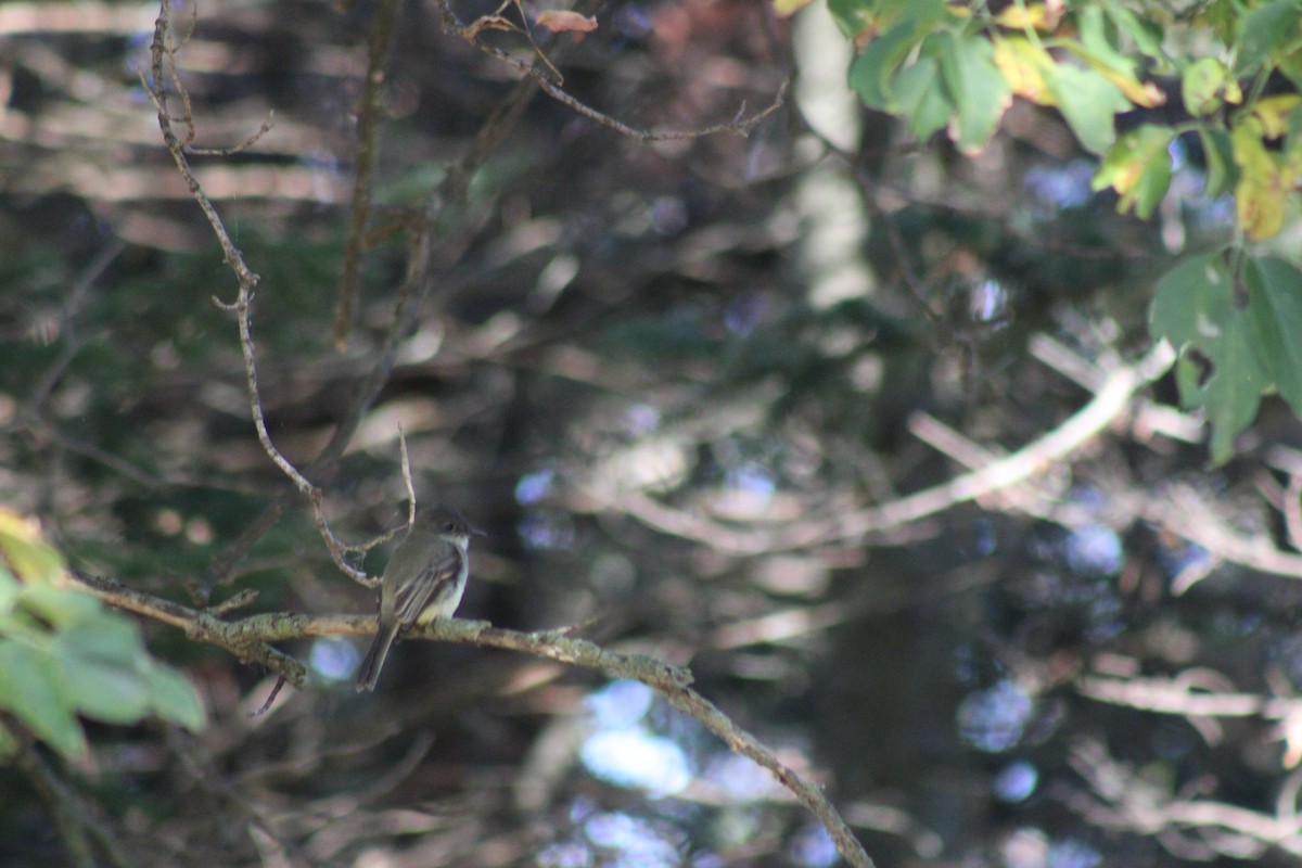 Eastern Phoebe - Dan Mackesy