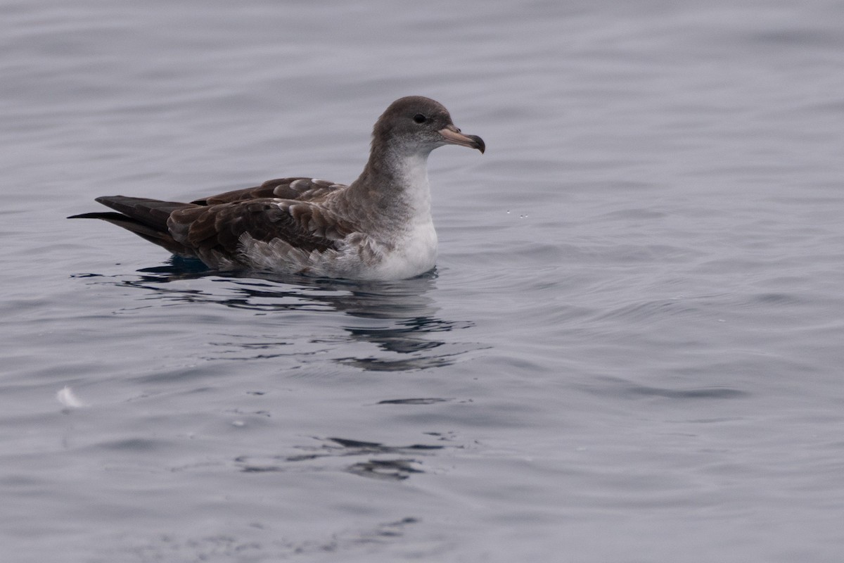 Pink-footed Shearwater - ML624100316