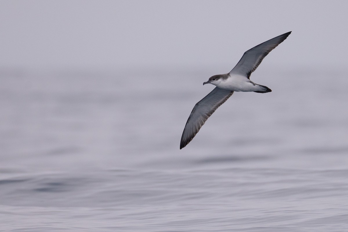 Buller's Shearwater - ML624100319