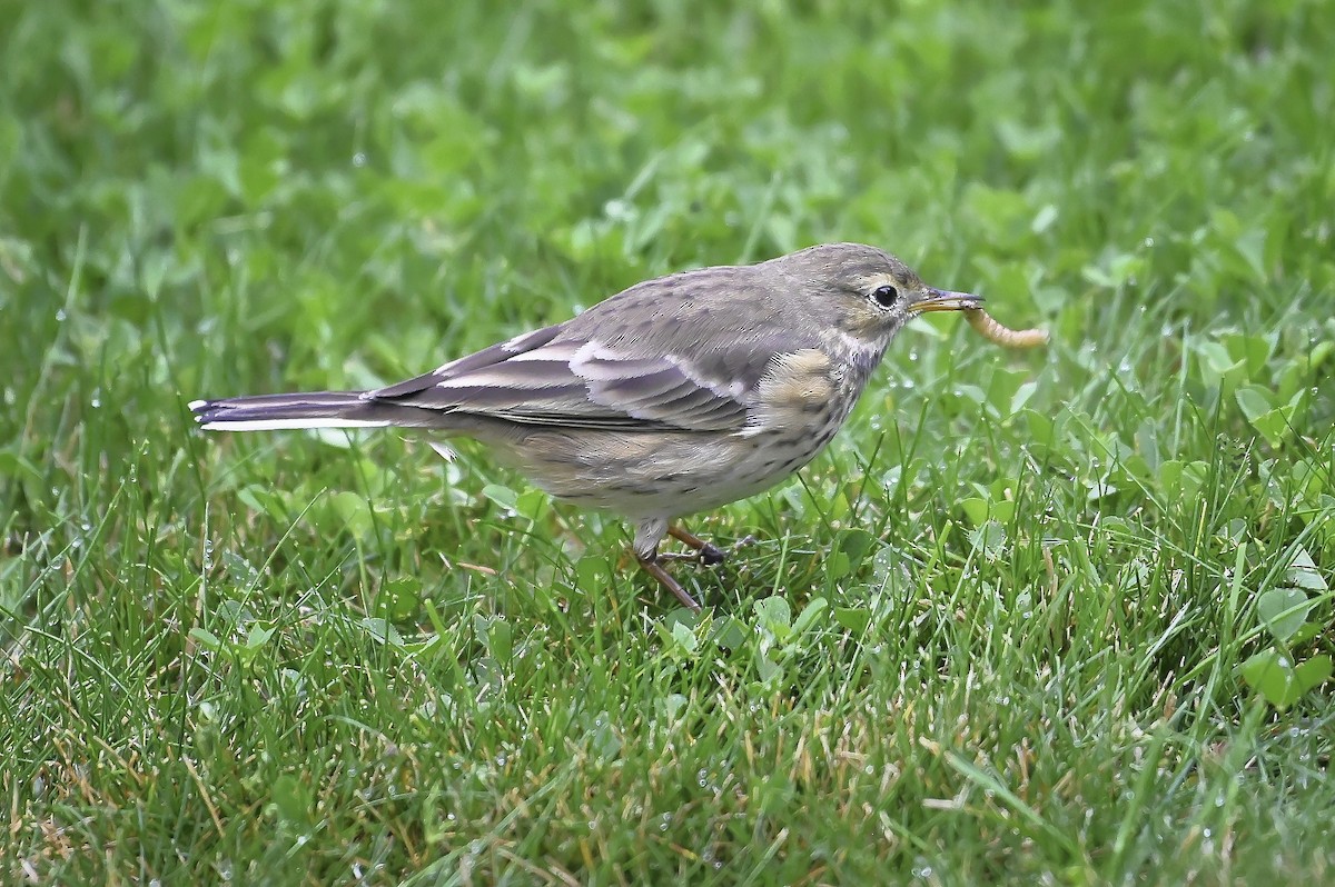 American Pipit - ML624100328