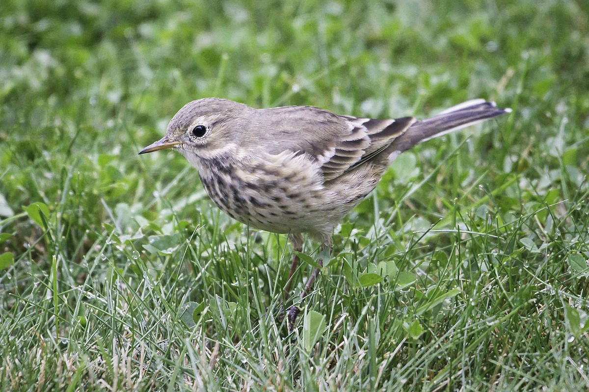 American Pipit - ML624100329