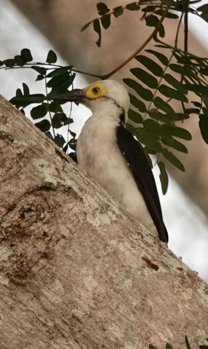 White Woodpecker - Rainer Ruess