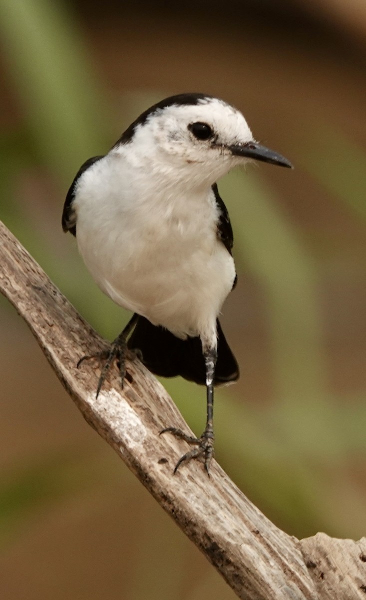 Black-backed Water-Tyrant - ML624100350