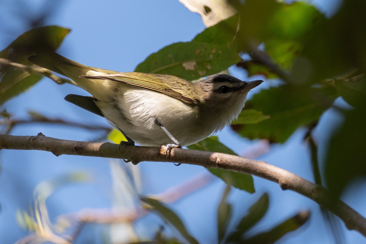 Vireo occhirossi - ML624100352