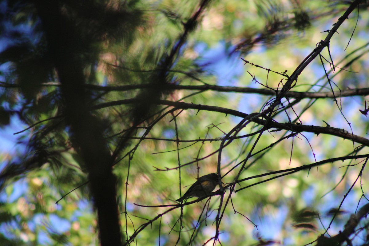 Yellow-rumped Warbler - ML624100354