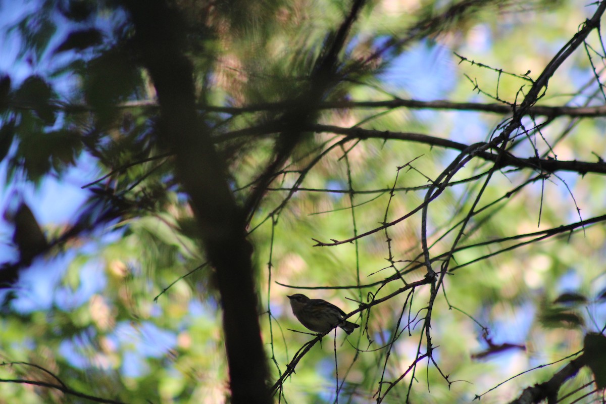 Yellow-rumped Warbler - ML624100366