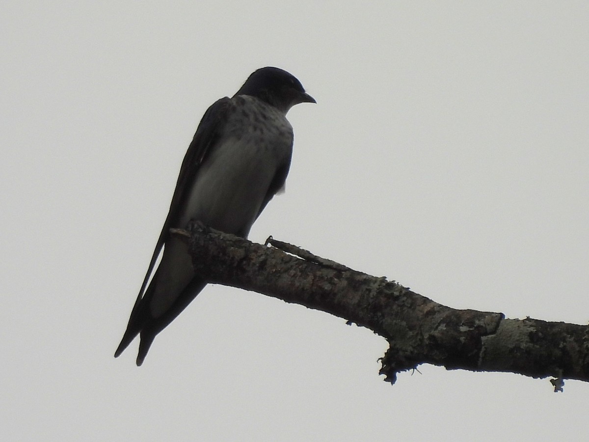 Gray-breasted Martin - ML624100371