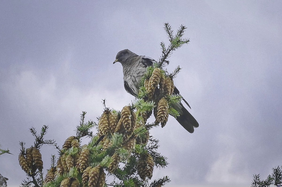 Band-tailed Pigeon - ML624100383