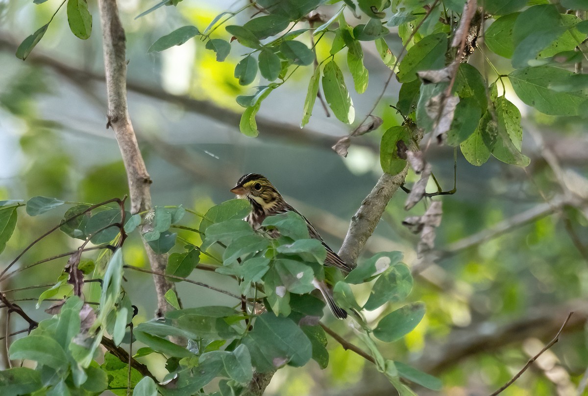 Savannah Sparrow - P Carl