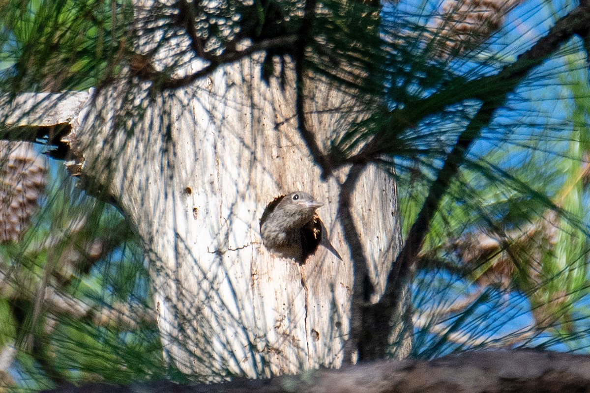 Red-headed Woodpecker - ML624100385