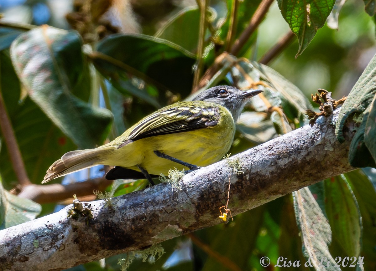 サンロクキクイタダキモドキ - ML624100387