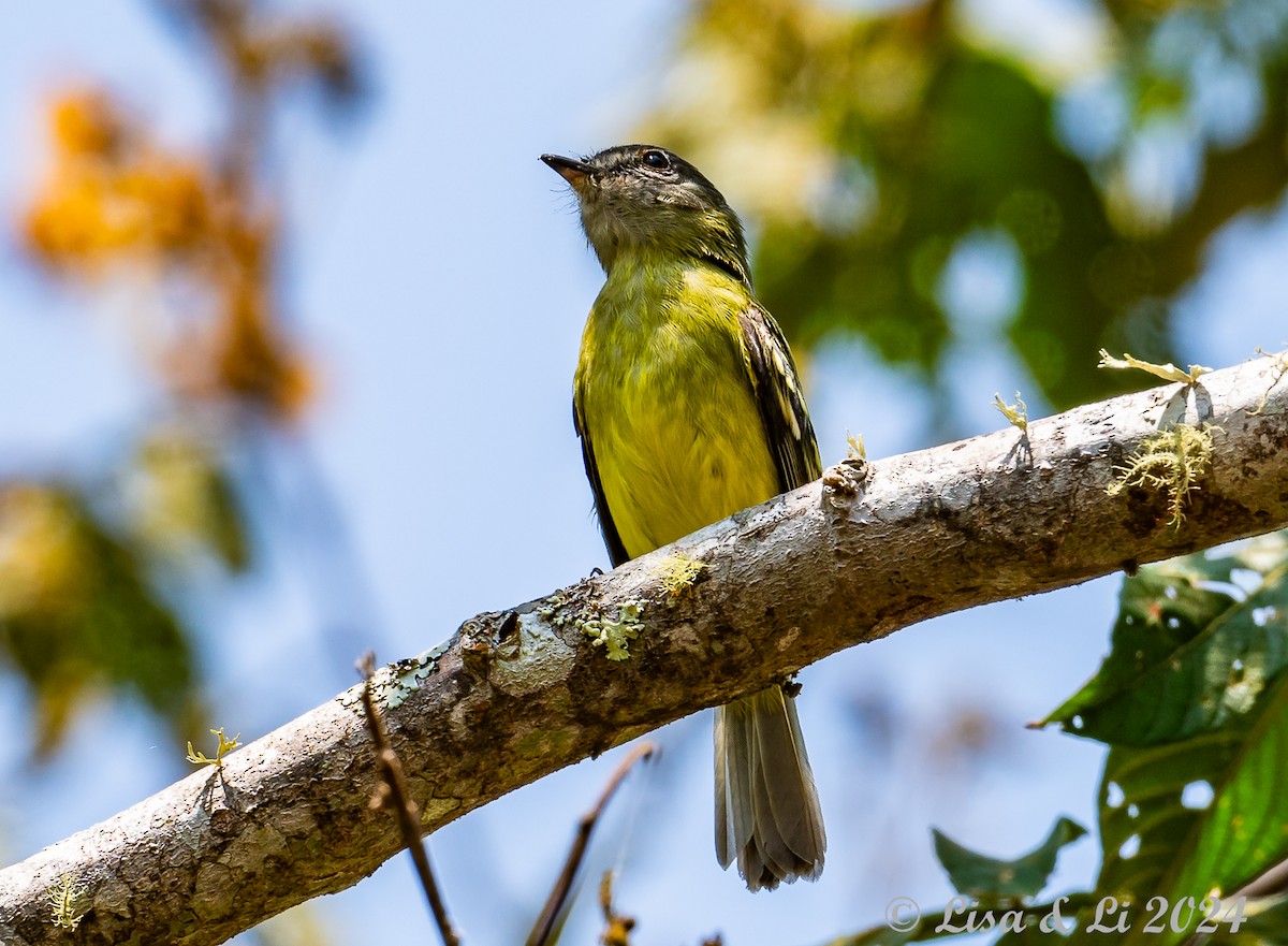 サンロクキクイタダキモドキ - ML624100388