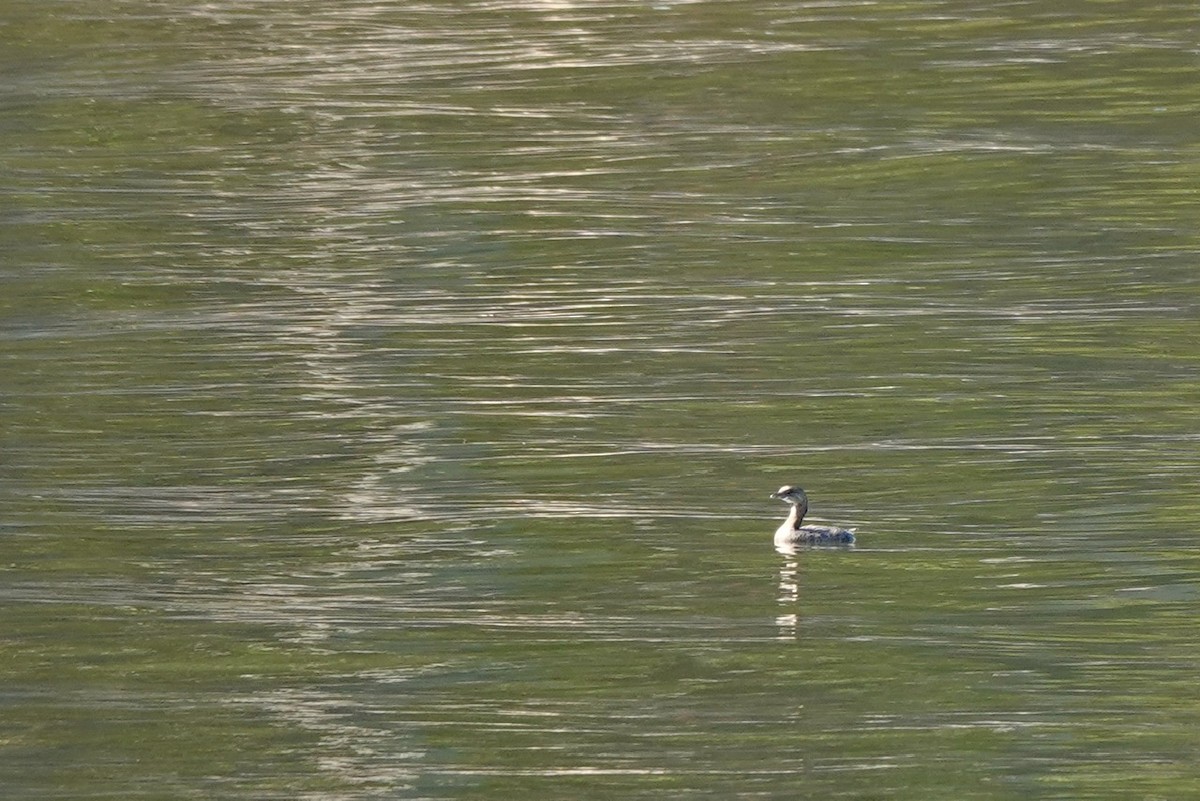 Pied-billed Grebe - ML624100394