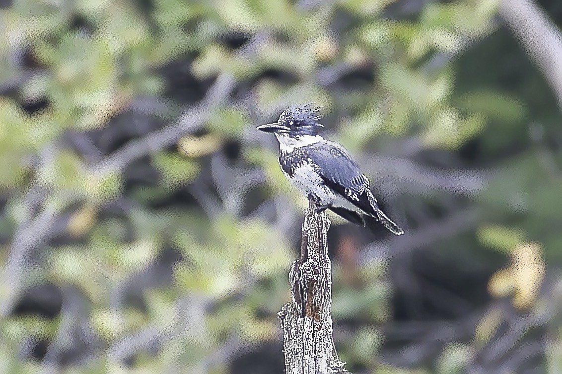 Belted Kingfisher - ML624100431