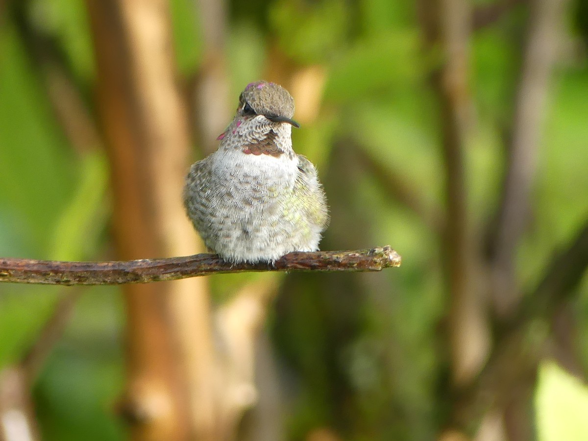 Anna's Hummingbird - ML624100439