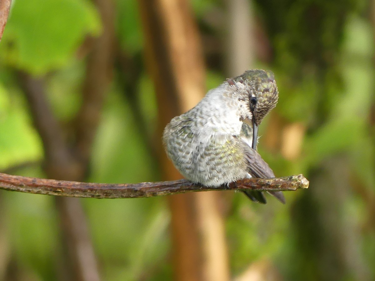 Anna's Hummingbird - ML624100440