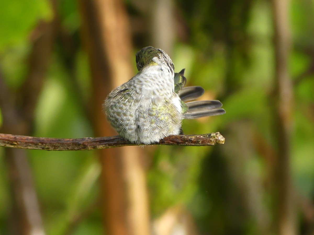 Anna's Hummingbird - ML624100441