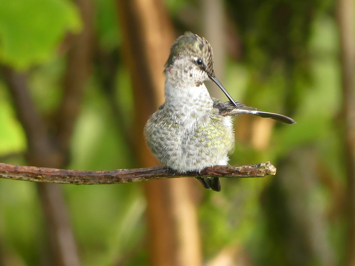 Anna's Hummingbird - ML624100442