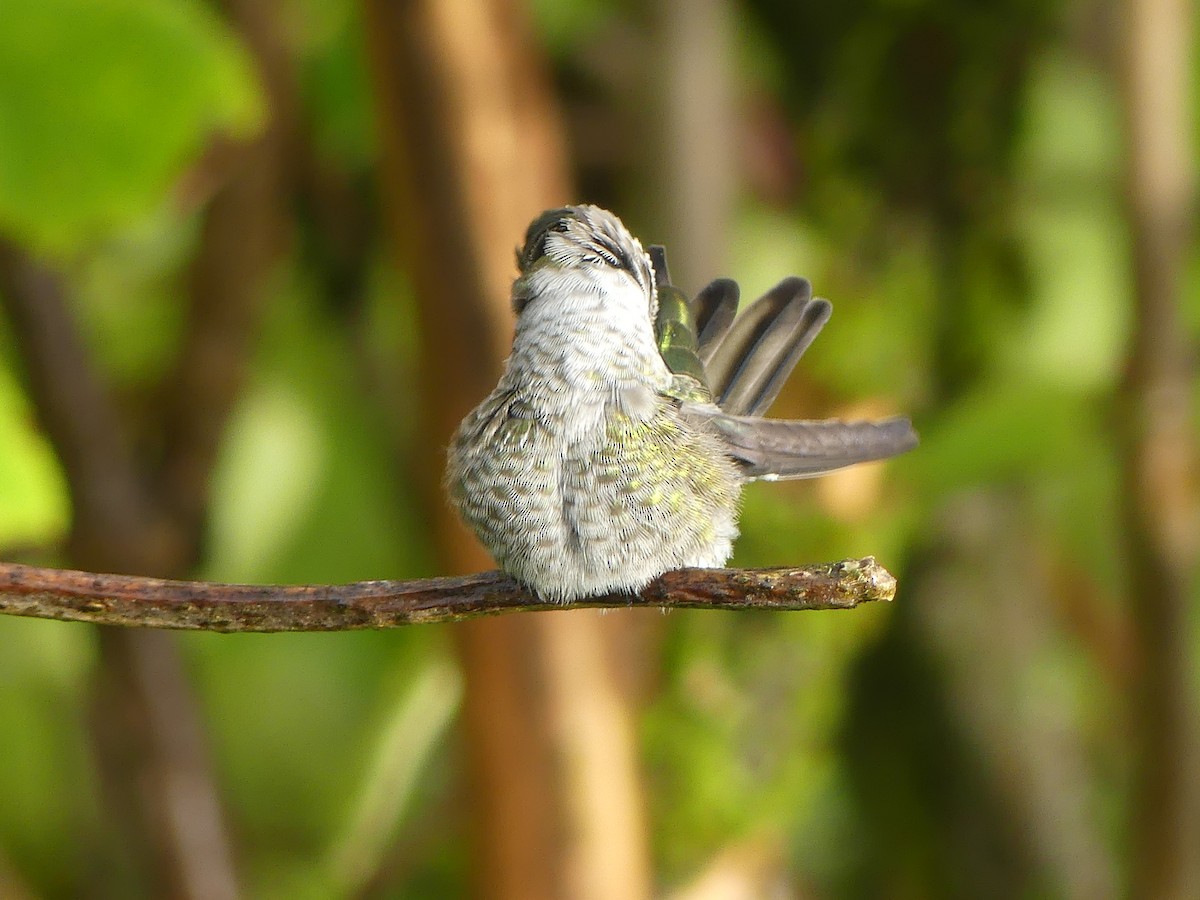 Anna's Hummingbird - ML624100443