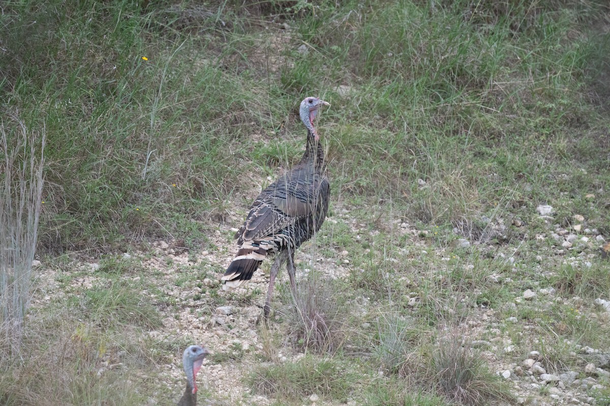 Wild Turkey - ML624100446