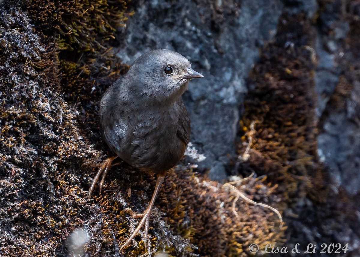 Jalca Tapaculo - ML624100476