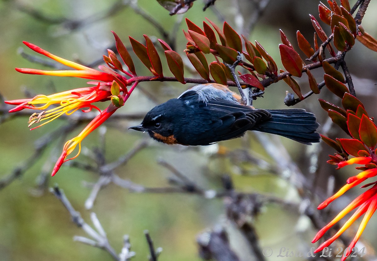 Black-throated Flowerpiercer - ML624100489