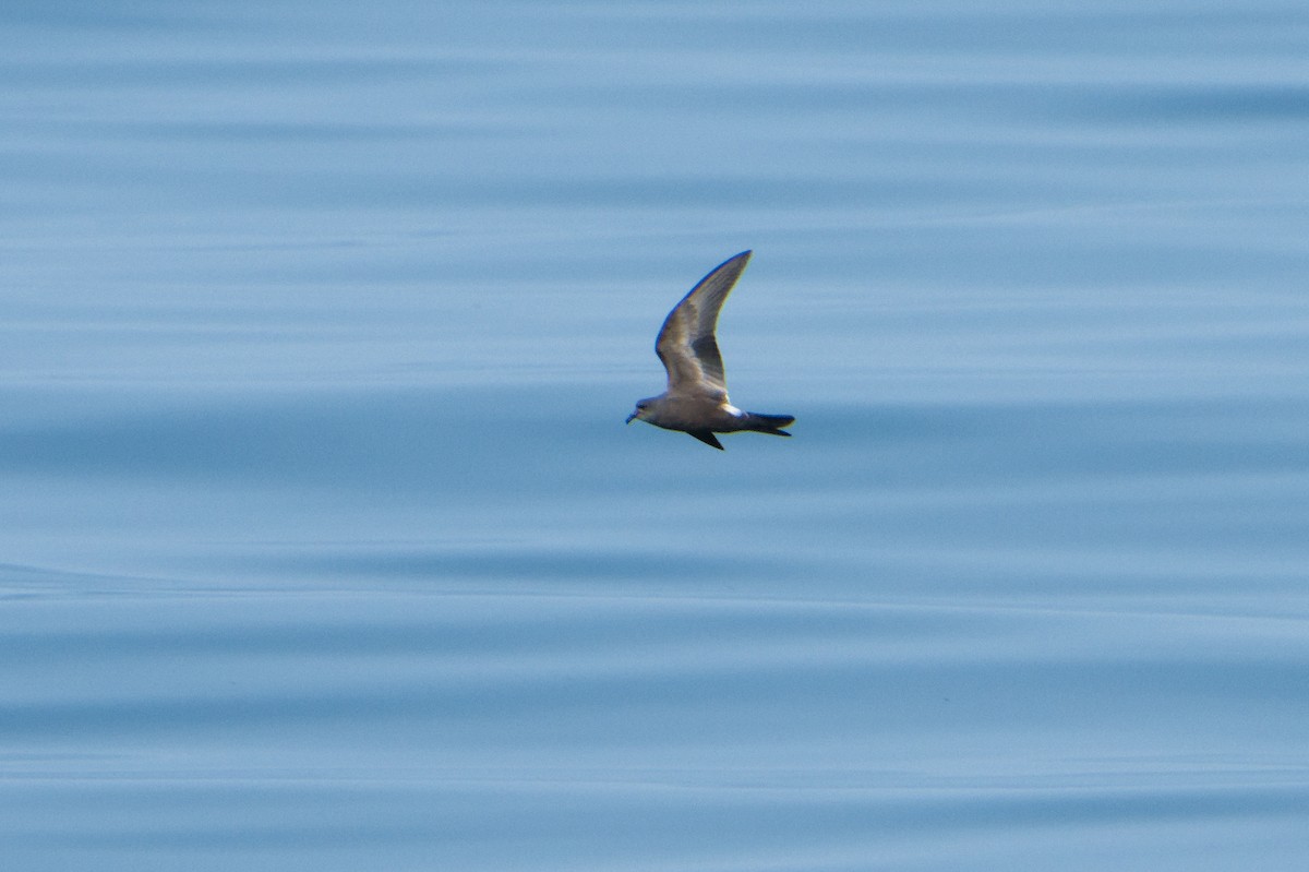 Leach's Storm-Petrel - ML624100490