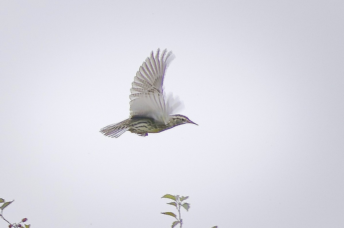 Western Meadowlark - ML624100519