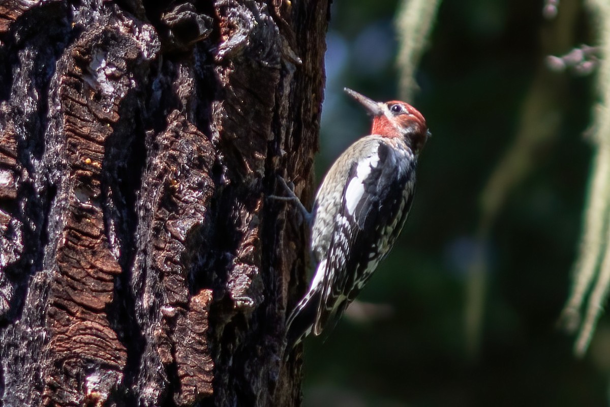 Red-naped x Red-breasted Sapsucker (hybrid) - ML624100527