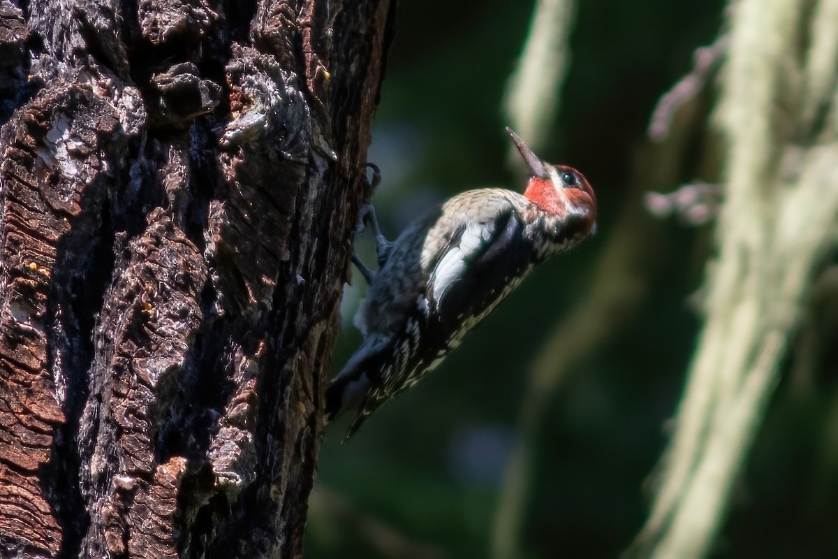 Red-naped x Red-breasted Sapsucker (hybrid) - ML624100528