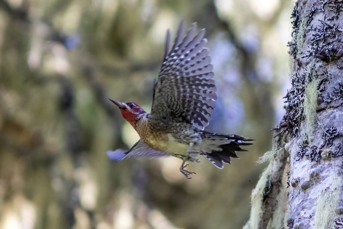 Red-naped x Red-breasted Sapsucker (hybrid) - ML624100529