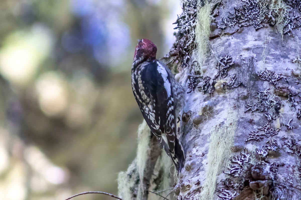 Red-naped x Red-breasted Sapsucker (hybrid) - ML624100530