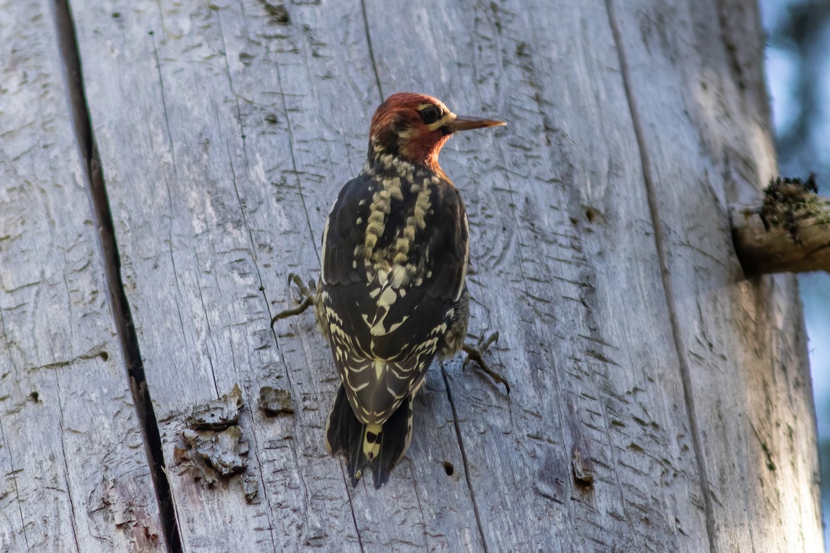 Red-naped x Red-breasted Sapsucker (hybrid) - ML624100531