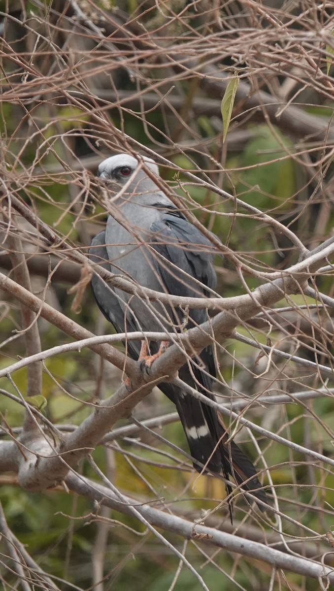 Mississippi Kite - ML624100540