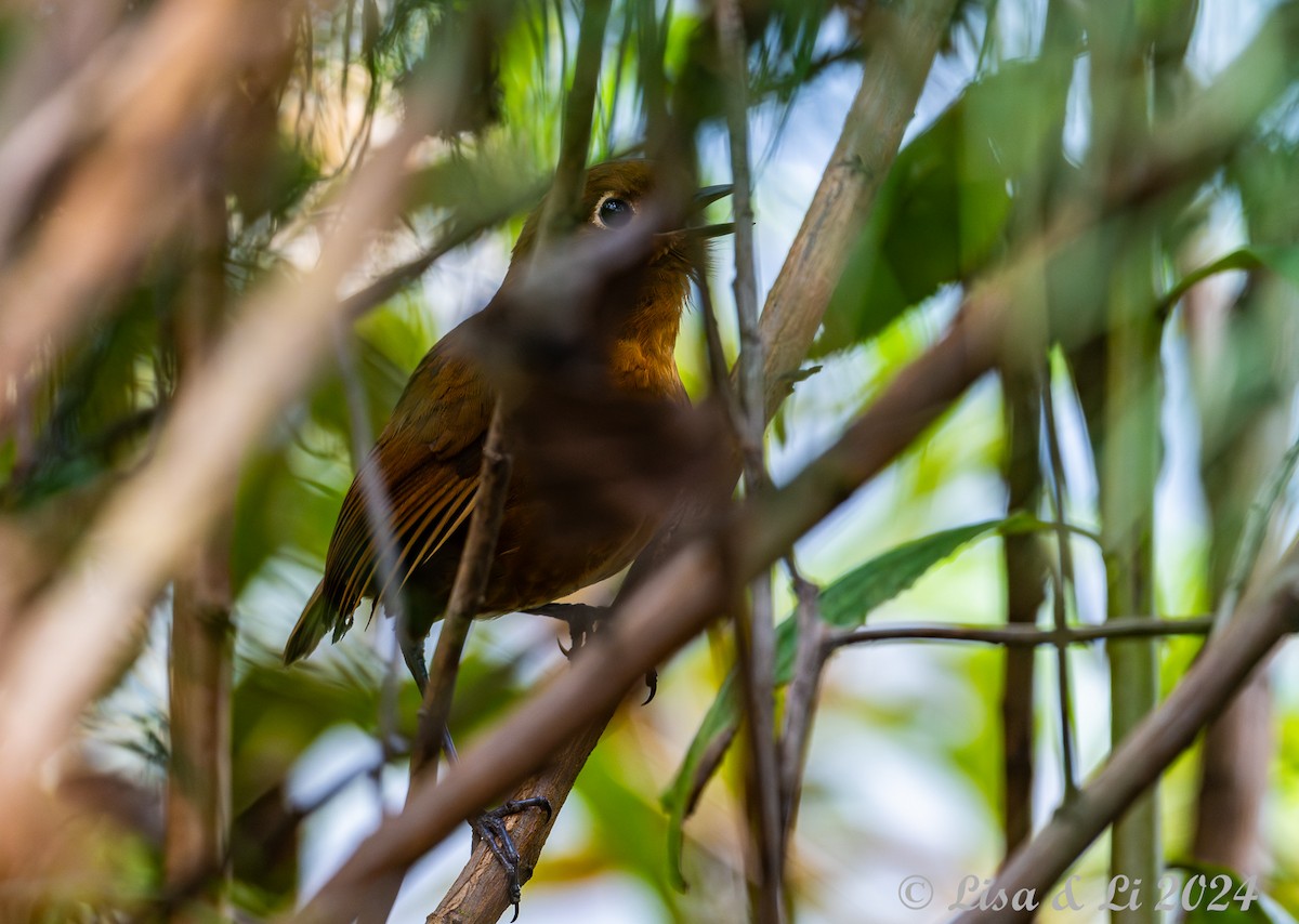 Junin Antpitta - ML624100542