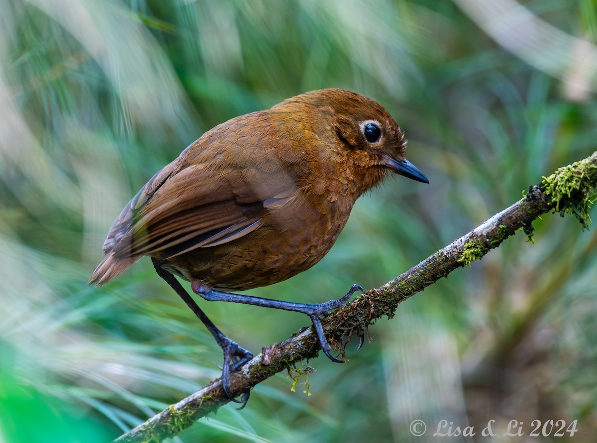 Junin Antpitta - ML624100543