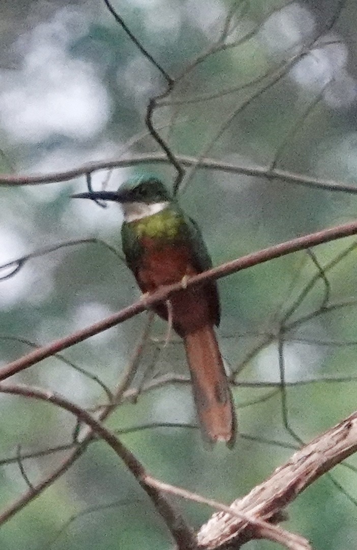 Rufous-tailed Jacamar - ML624100546