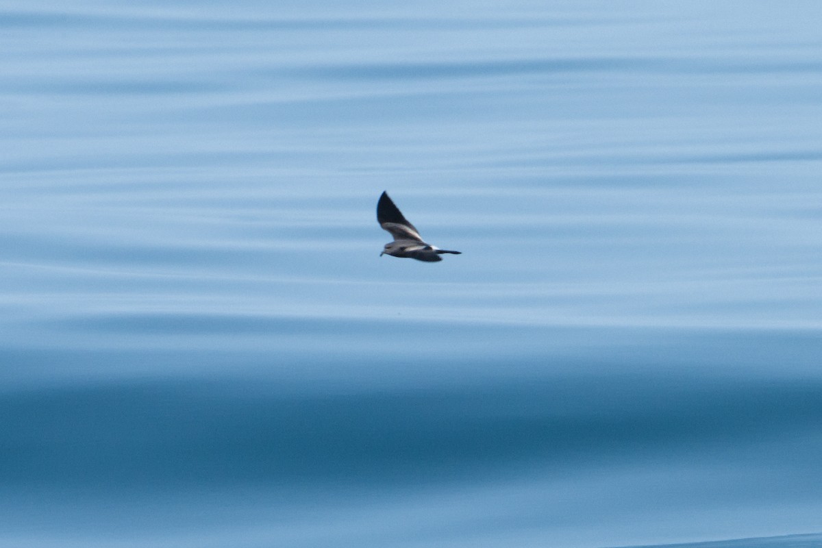 Leach's Storm-Petrel - ML624100565