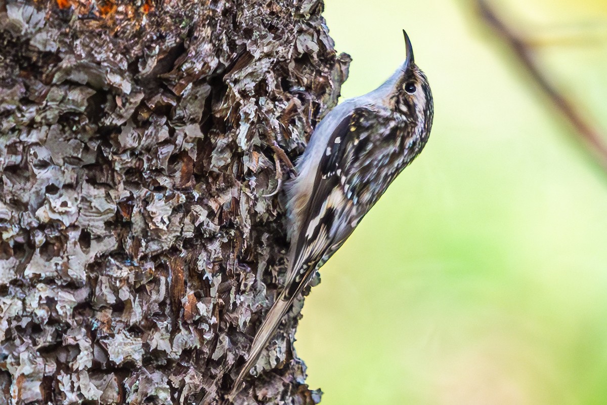 Brown Creeper - ML624100566