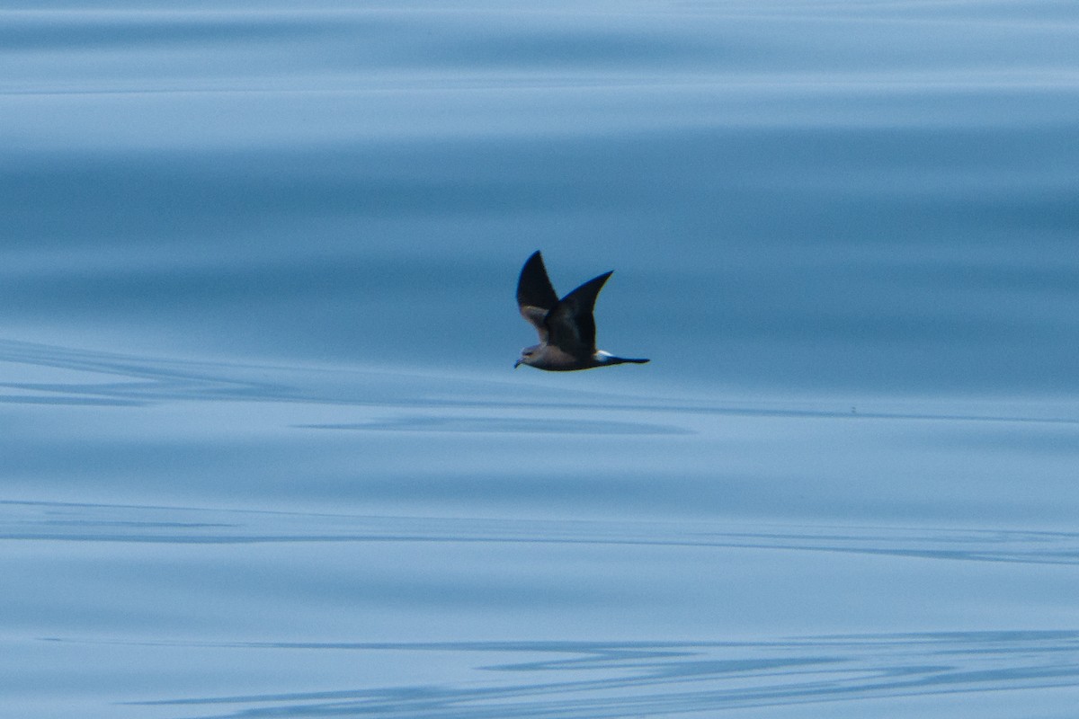 Leach's Storm-Petrel - ML624100567