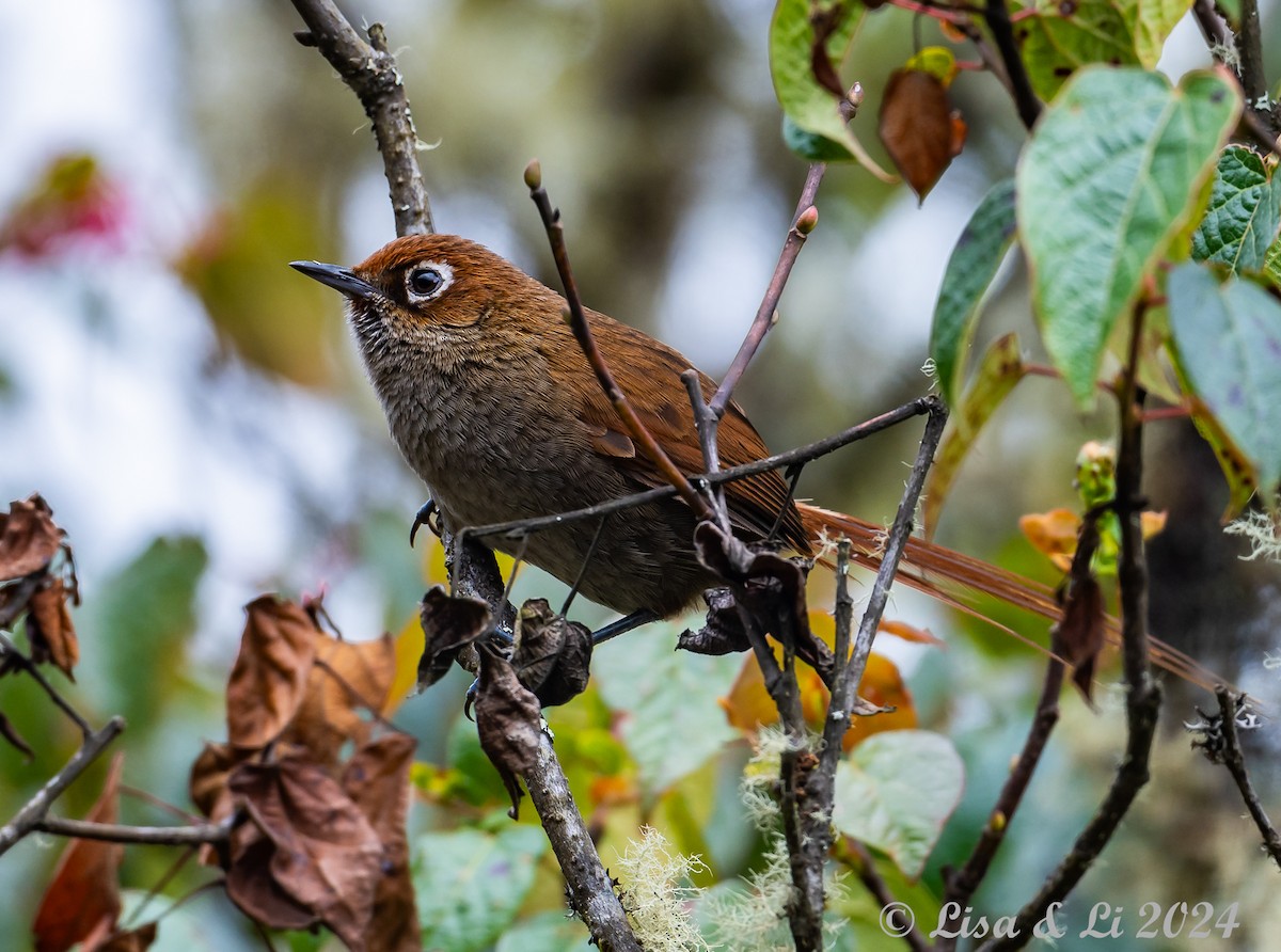 Eye-ringed Thistletail - ML624100569