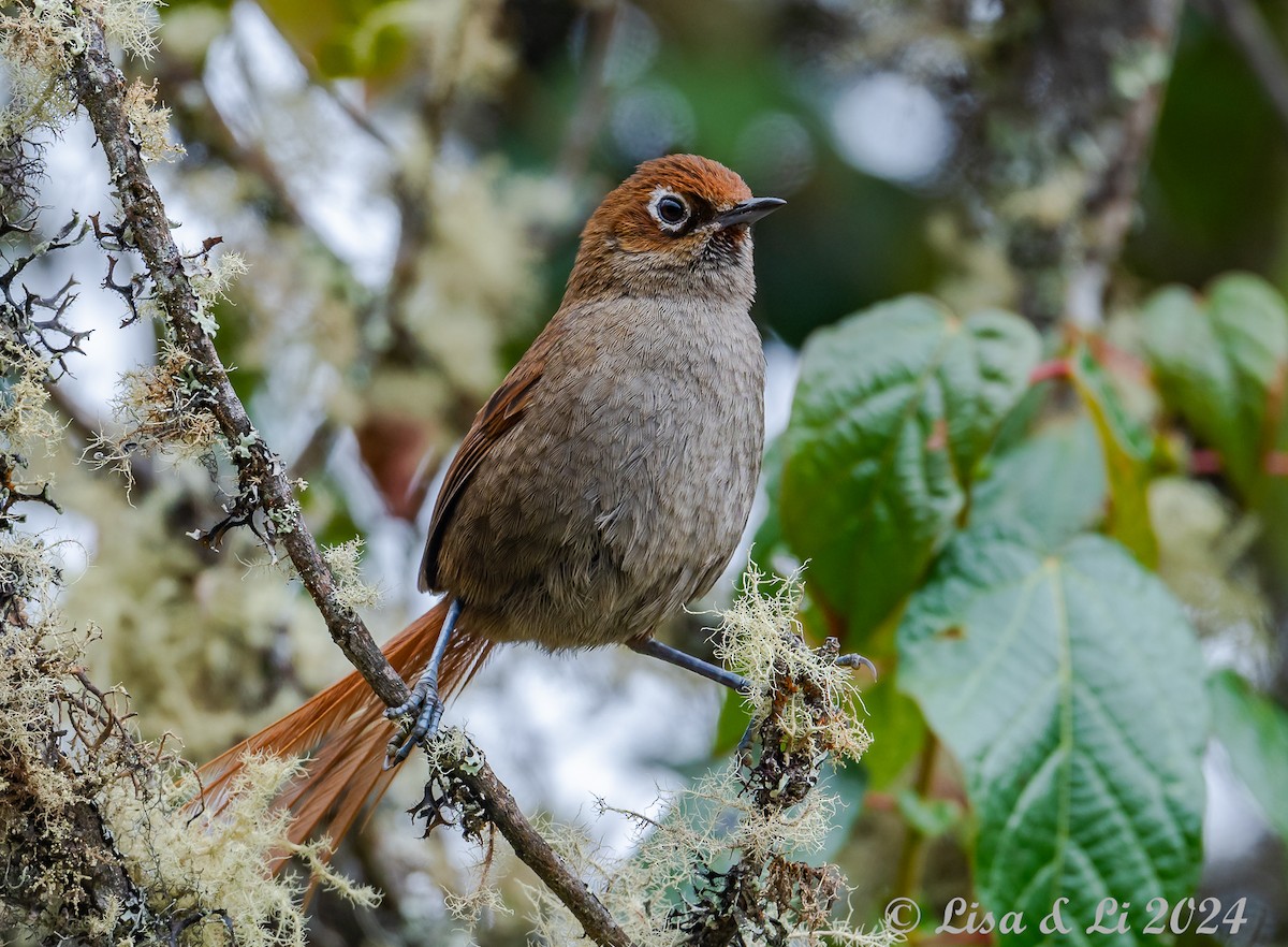 Eye-ringed Thistletail - ML624100570