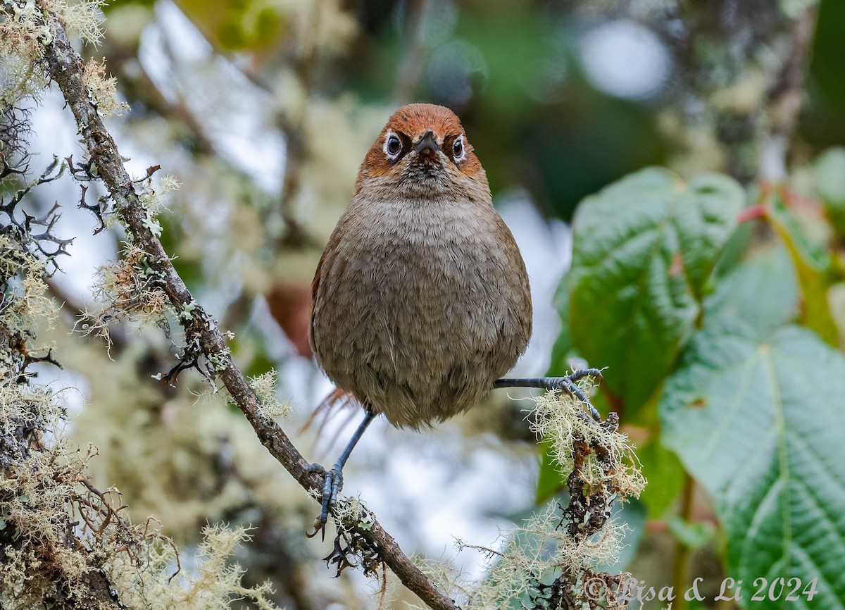 Eye-ringed Thistletail - ML624100572