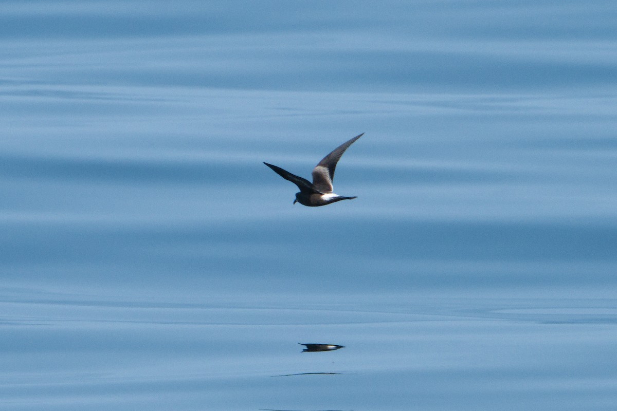 Leach's Storm-Petrel - ML624100579