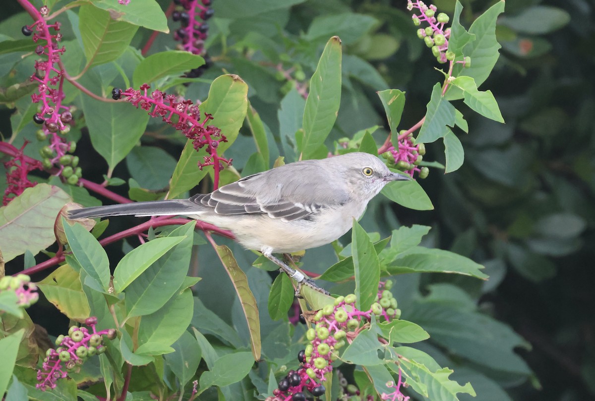 Northern Mockingbird - ML624100583