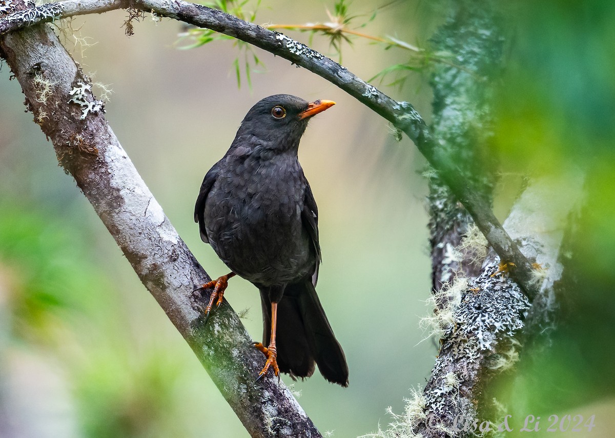 Great Thrush - ML624100590