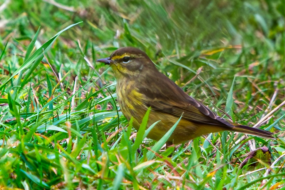 Palm Warbler - ML624100596